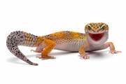 Luipaardgekko
